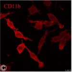 CD11b(被曝無し)