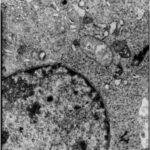 Neuron-Like Cells (unexposed)