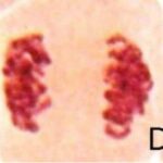 Normal Cell Division No.4