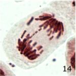 Chromosome Fragment No.2