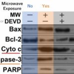 Cell Death Signals